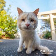 <b>这只猫的头有点大，还有点方，当它一靠近镜头后，超可爱的！</b>