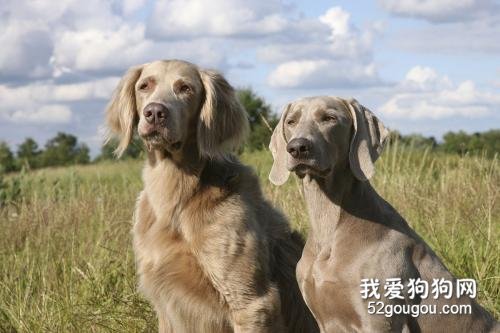 前肢跛行的元凶之一：犬臂二头肌腱鞘炎