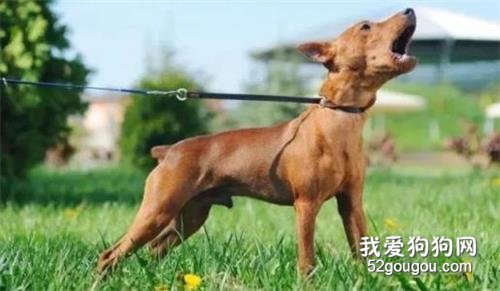 前肢跛行的元凶之一：犬臂二头肌腱鞘炎