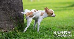 犬尿石症的分类及治疗方法