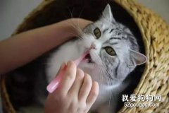 如何检查猫咪的牙齿？