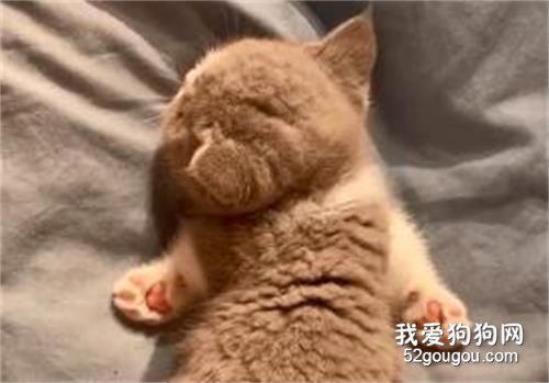 <b>睡着后分不清正反面的小奶猫，好乖~</b>