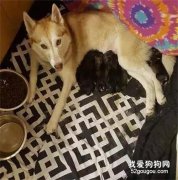 二哈意外怀孕生出一堆煤球，它拒绝奶娃：男狗都是大猪蹄子！