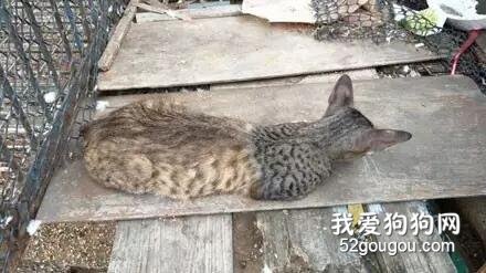 <b>网友在街边看到一只猫有点奇怪，走近一看笑喷了...</b>