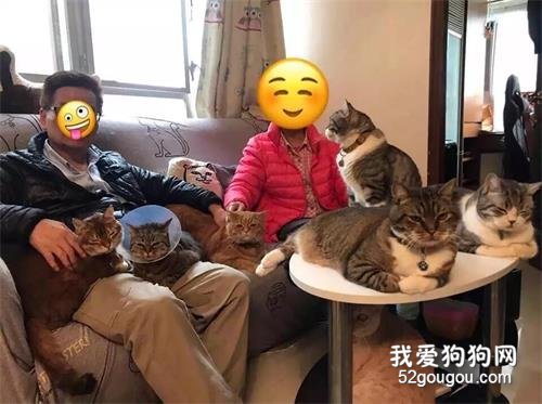 <b>养猫大户的日常体验：每天都是大型吸猫现场！</b>