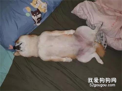 <b>柴犬偷跑到主人的床上睡觉，姿势还特别的奇葩，成精了！</b>