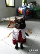 <b>主人给家里的黑猫买了这么件衣服，它穿上后，简直帅爆了！</b>