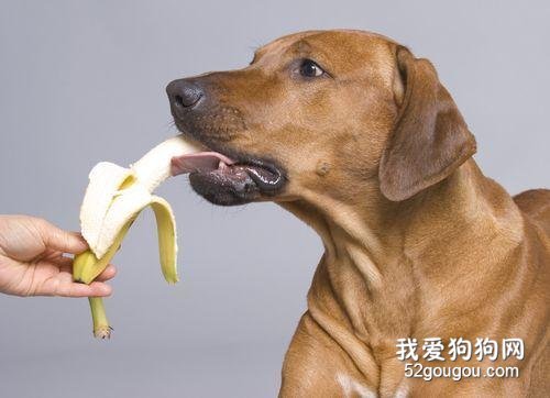 柴犬狗狗