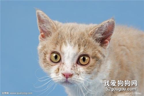 猫咪哮喘