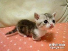 猫狗也会得渐冻症吗？