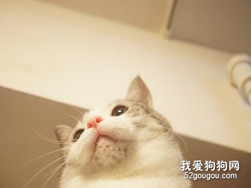 猫咪黑下巴