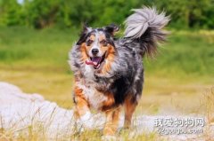 怎么训练澳洲牧羊犬？