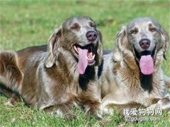 魏玛犬怎样训练