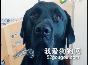 <b>为什么狗这个动物，就连蠢起来都这么可爱？</b>