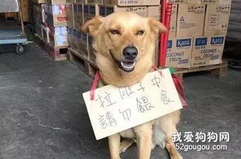 <b>狗子挂牌卖笑却无一人喂食，仔细看清后，笑哭</b>