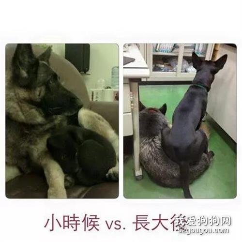 黑狗从小喜欢坐在狼犬身上，长大后还是没改掉，狼犬：脑壳有点疼！