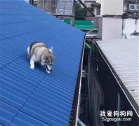 <b>哈士奇想跟猫咪玩，没想到被卡屋顶，主人崩溃了！</b>