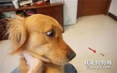 <b>金毛看到心爱的肉片被猫咪吃了后，它竟然哭了....</b>