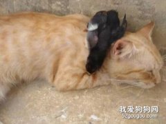 <b>猫不知从哪捡了一只鸡崽，自己养着，鸡好像真把它当成了妈妈！</b>