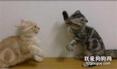 <b>猫咪打架受伤了怎么办？这5步骤送医院前先照做</b>