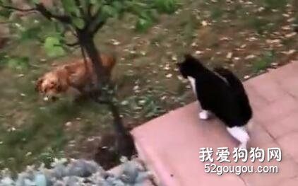 <b>狗狗现实闯关游戏，想进花园玩必须闯过“猫咪关卡”，最后都绝望了</b>