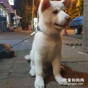 <b>三个月大幼犬被醉酒男子性侵：都怪你长得太可爱了！</b>