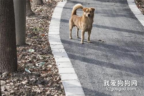 <b>泪目！一只土狗徒步走了一天一夜，只为…</b>