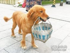 如何训练金毛犬叼东西？