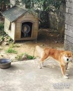 <b>重伤幼犬突然闯入家中，柴犬不仅把窝让给它，还站在门外守护！</b>