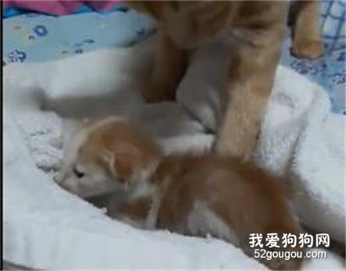 小奶猫肚子饿了，哥哥在旁边看了着急，最后...哈哈哈