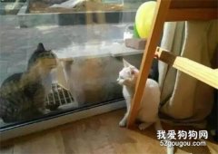 <b>白猫和外面的猫正在眉目传情，家里的黑猫看到后...</b>