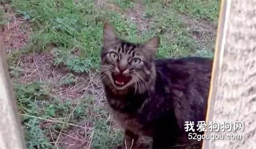 <b>猫咪不幸走丢，一年后却奇迹般找了回家</b>