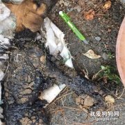 <b>心疼！狗狗被沥青死死黏住，好心人徒手“抠”救</b>