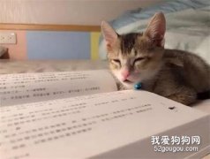 <b>猫非要陪主人看书，前一秒还精神着，下一秒直接睡着了！</b>