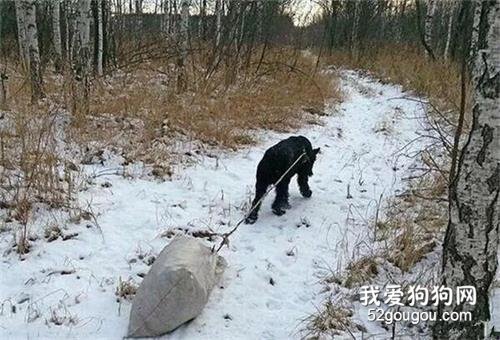 <b>狗子不舍主人干农活，于是主动帮主人耕地……</b>