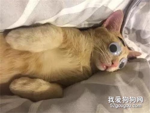 <b>网友家的猫睡得太死，于是主人开启了玩猫模式....</b>