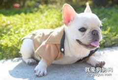 犬心丝虫病会传染人吗?