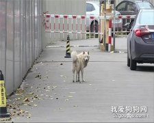 <b>现实版“忠犬八公”！流浪狗被多次驱赶，仍死守小区，街坊说它在等那个人</b>