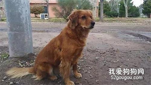 <b>主人入狱后，忠犬大金毛和警察蜀黍一起等他出狱......</b>