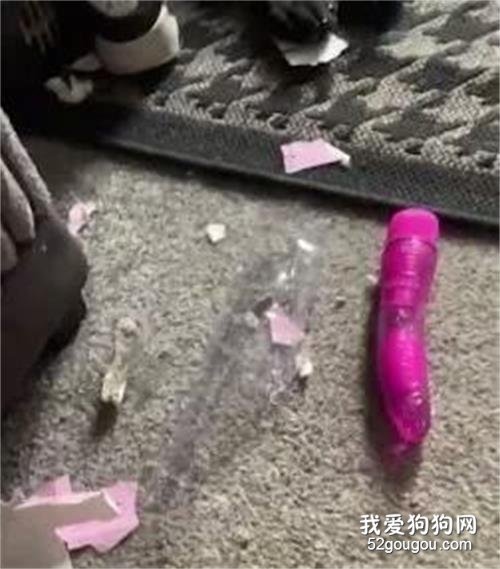 <b>狗狗把邻居的情趣玩具叼回家了，怎么还？在线等，挺急的！</b>