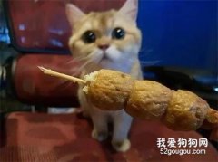 <b>主人当着猫的面，把一串丸子一颗一颗的吃完，它的表情笑屎了！</b>