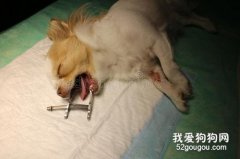 <b>呼吸麻醉和注射麻醉有什么区别 ?</b>