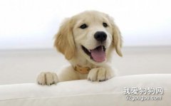 训练小狗的方法 幼犬带回家训练要有爱心耐心