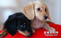 怎么训练腊肠犬?