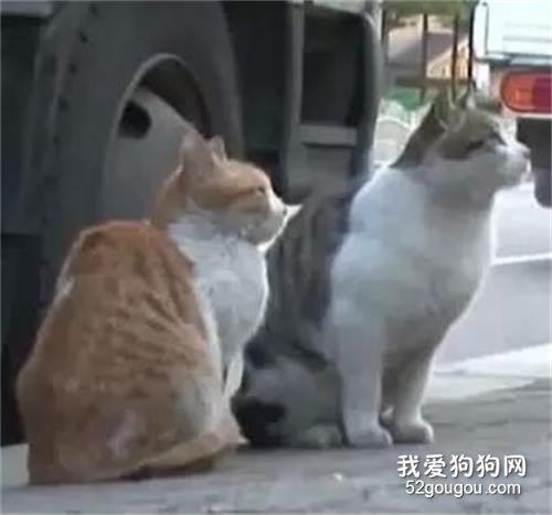 <b>感人肺腑！猫咪之间居然也有这样的友谊！</b>