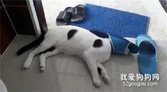 猫咪玩拖鞋的时候卡住头了，圣上，你是要登基吗？