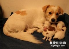 <b>狗狗的产后护理注意事项</b>