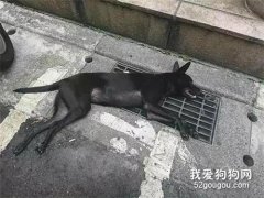 <b>狗子中暑倒在路边，路人的举动瞬间暖化了我....</b>