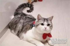 <b>给猫咪买了个水手服项圈，戴上后画风突变...</b>