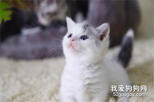 猫咪尿路结石